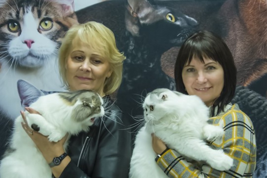GALERII | Armsad nurrumootorid kogunesid Tallinnas kassinäitusel