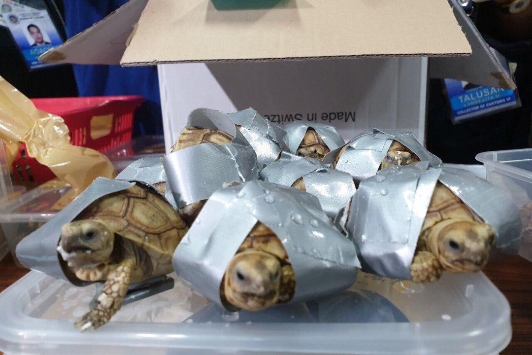 TEIBIGA KINNI MÄHITUD: Filipiinide lennujaamast avastati üle 1500 ebaseaduslikult riiki toodud kilpkonna