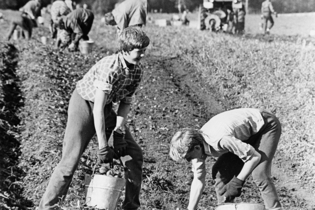 Kartulivõtt nõukogude ajal: koolilaste orjatöö või meeleolukas seltsielu