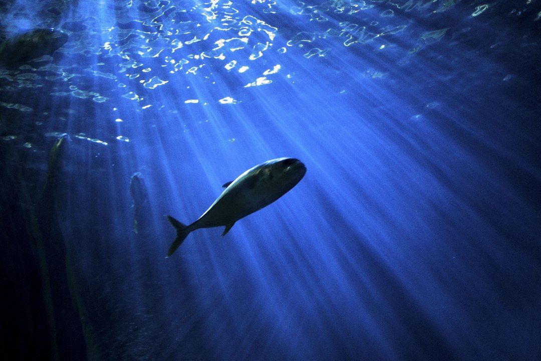 ÜRO raport: kliimakriis ohustab kalade tulevikku
