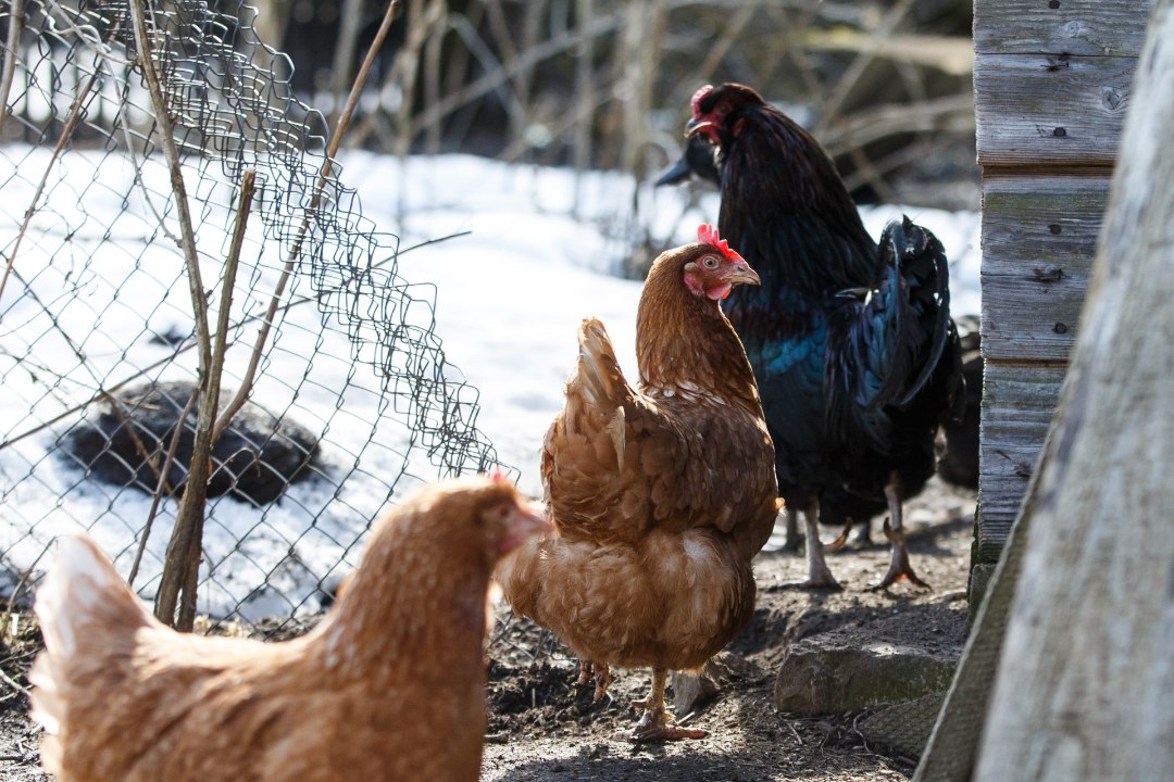 HOIATUS! Poola suleliste farmides pesitseb linnugripp