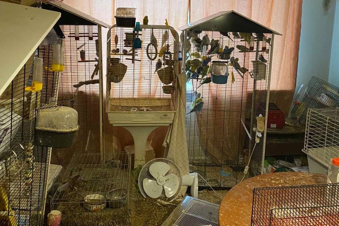FOTOD | Lasnamäe vanuri korterist leiti miniloomaaed: ligi sada looma ja lindu, korteri põrand oli kaetud väljaheidetega
