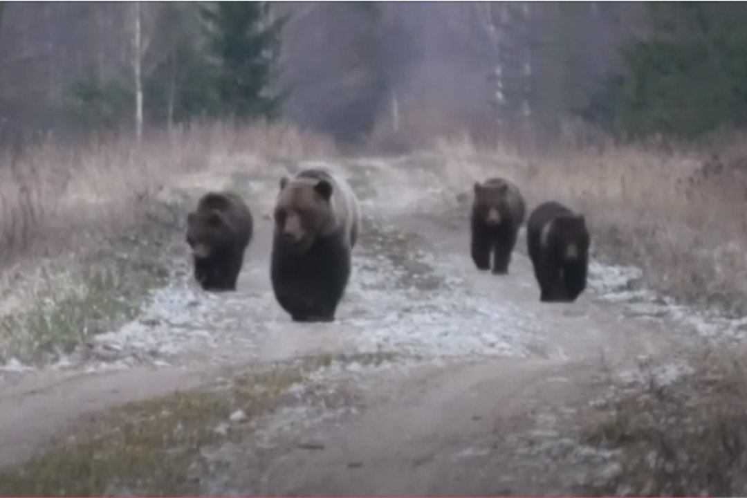 VIDEO | Loodushuviline mees sattus Alutagusel kokku tervelt nelja karuga!
