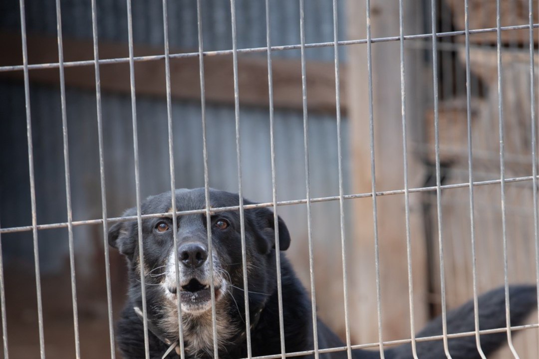 Ukrainas pandi koerad omanike võlgade tasumiseks oksjonile müüki