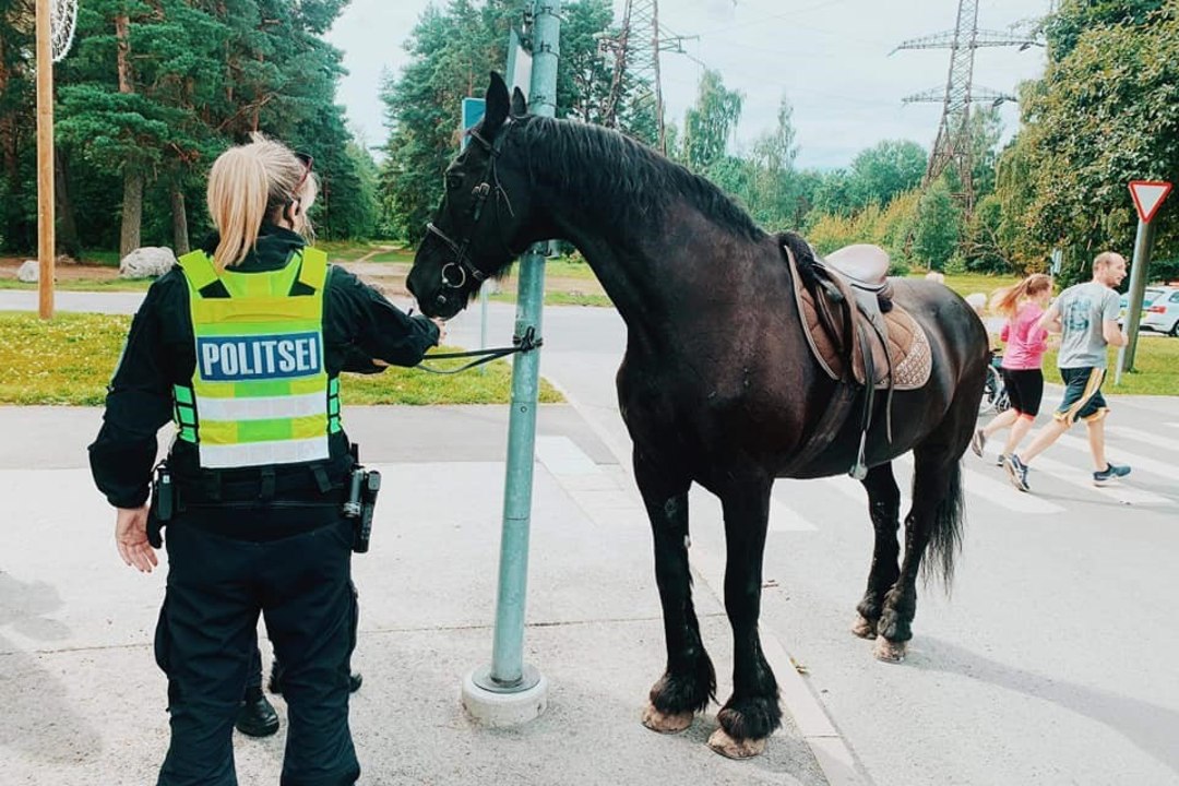 Politsei pidas Sõle tänaval kinni amokki jooksnud hobuse