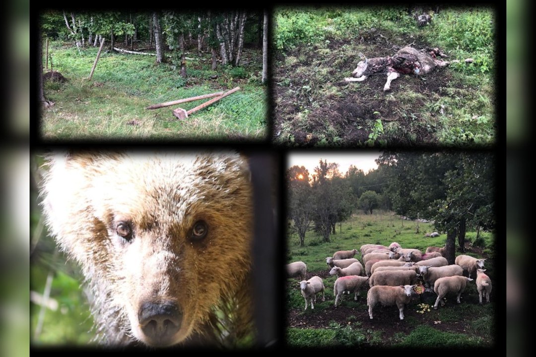ÕHTUSÖÖGIJAHT! Taluperemehe visa võitlus: karud murdsid lambaid kolm ööd järjest!