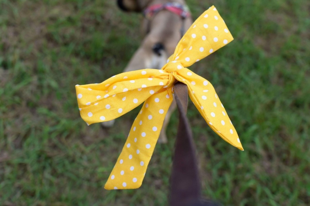 KAITSE OMA LEMMIKUT | Miks on mõne koera rihma küljes kollane lint?