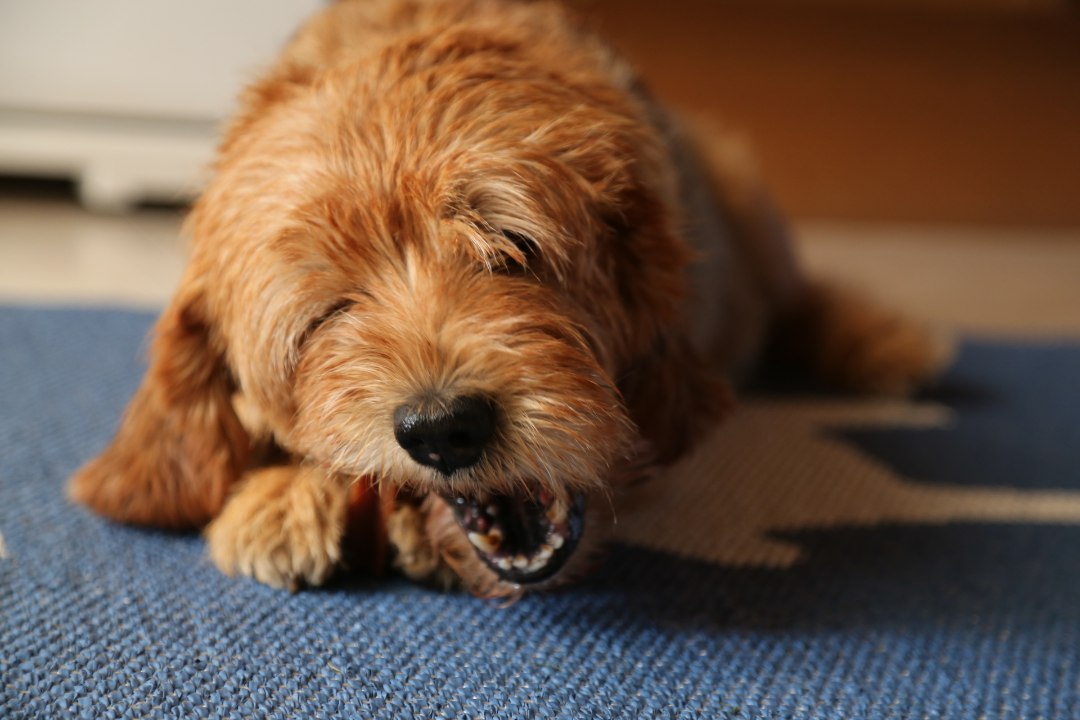 KUMMALISED HARJUMUSED: miks koer veidralt käitub?
