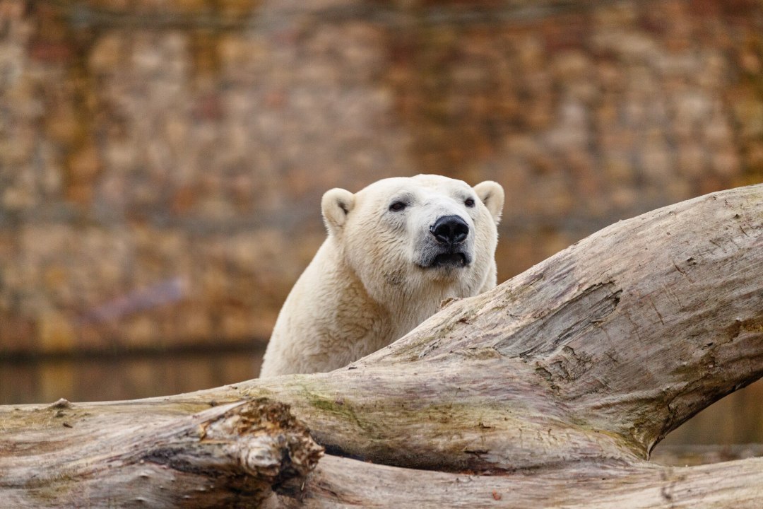 USKUMATULT KURB! Tallinna loomaaias suri pikisilmi oodatud jääkarubeebi mõned päevad pärast sündimist