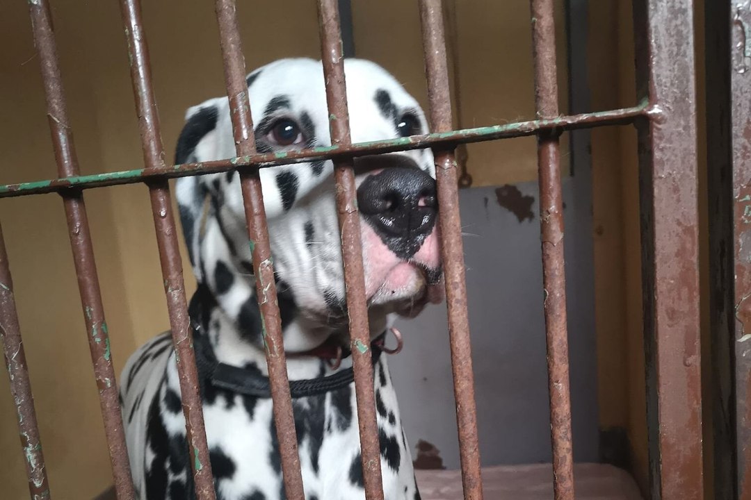 TEISTMOODI JÕULUD: loomakaitsjad päästsid räpasesse korterisse surema jäetud koera, kassid ja küüliku