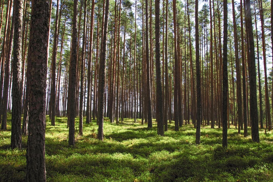 Metsauudiseid | Metsanduse uue arengukava panevad kokku teadlased