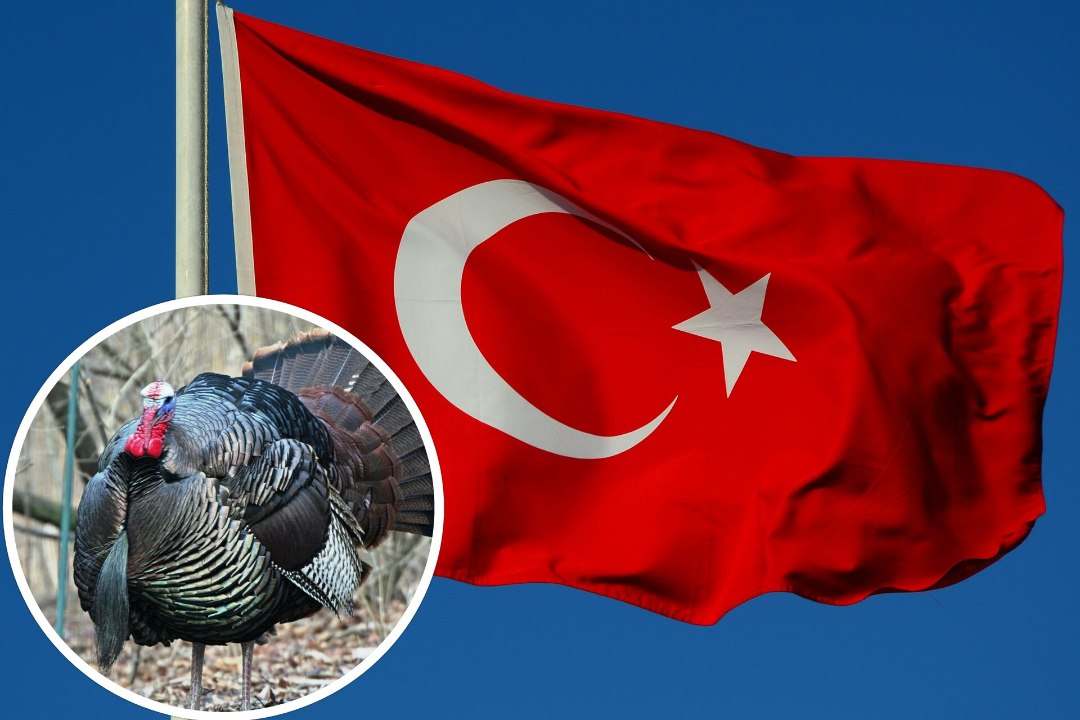 Türgi ei taha enam olla kalkun