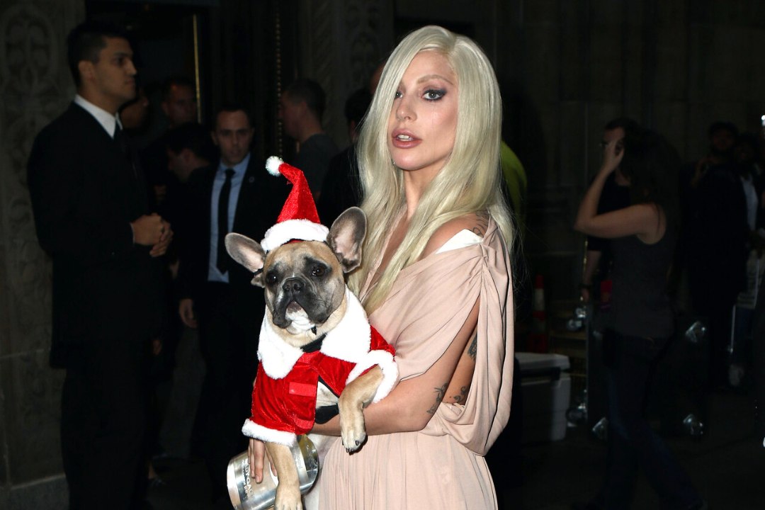 Lady Gaga koerajalutajat tulistanud mees mõisteti 21 aastaks trellide taha