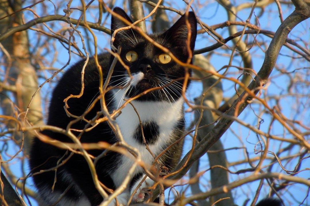 ISEPÄINE LOOM! Puu otsast päästetud kass keeldus koju naasmast