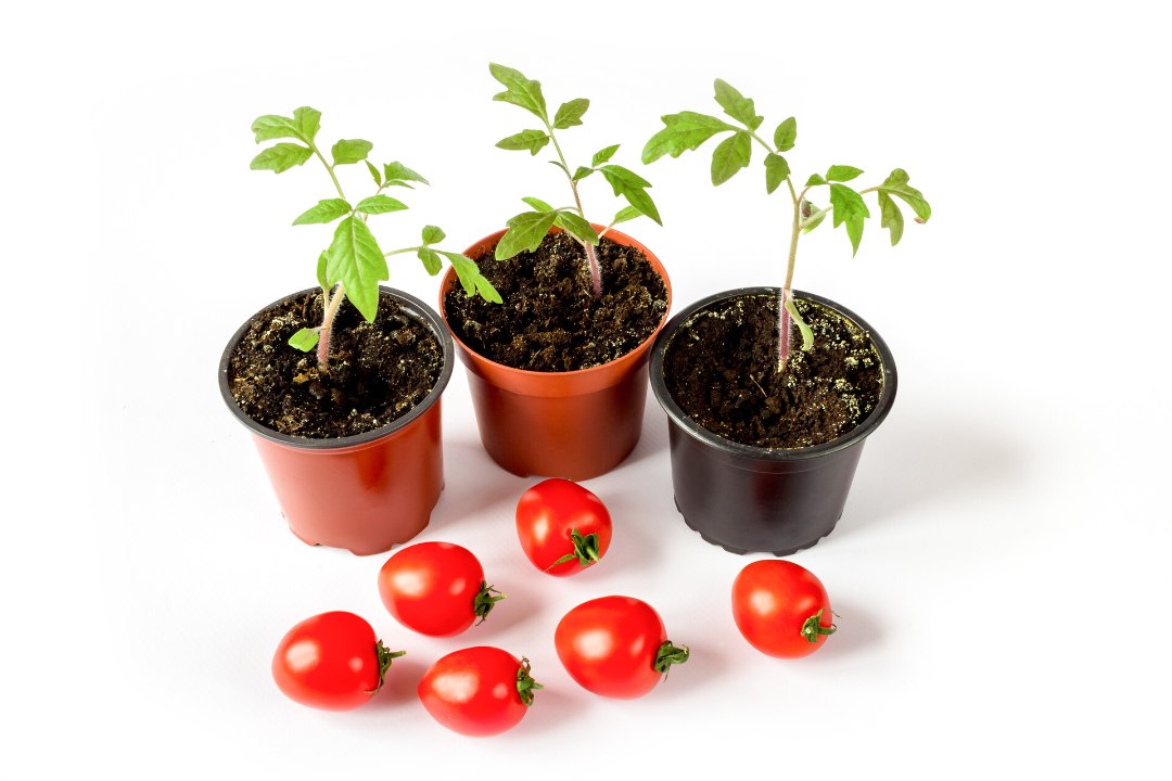 Kumb on targem valik: kas kasvatada taimed seemnest või osta istikud? Vaata plusse ja miinuseid!