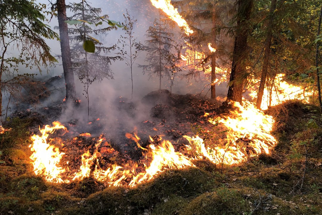 Päästeamet Pae tänava maja põlengust: viimati nõudis nii palju ressursse metsatulekahju, mida kustutas 450 päästjat