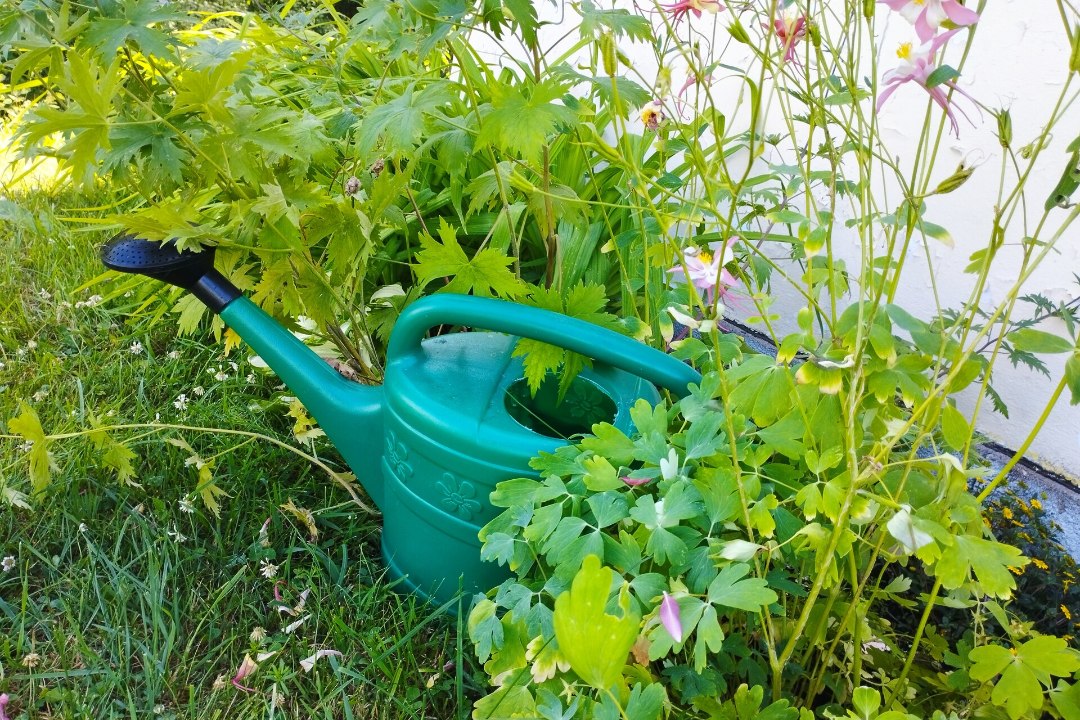 PÕUANE SUVI: kustuta aia janu õigesti, kasta harva, aga põhjalikult
