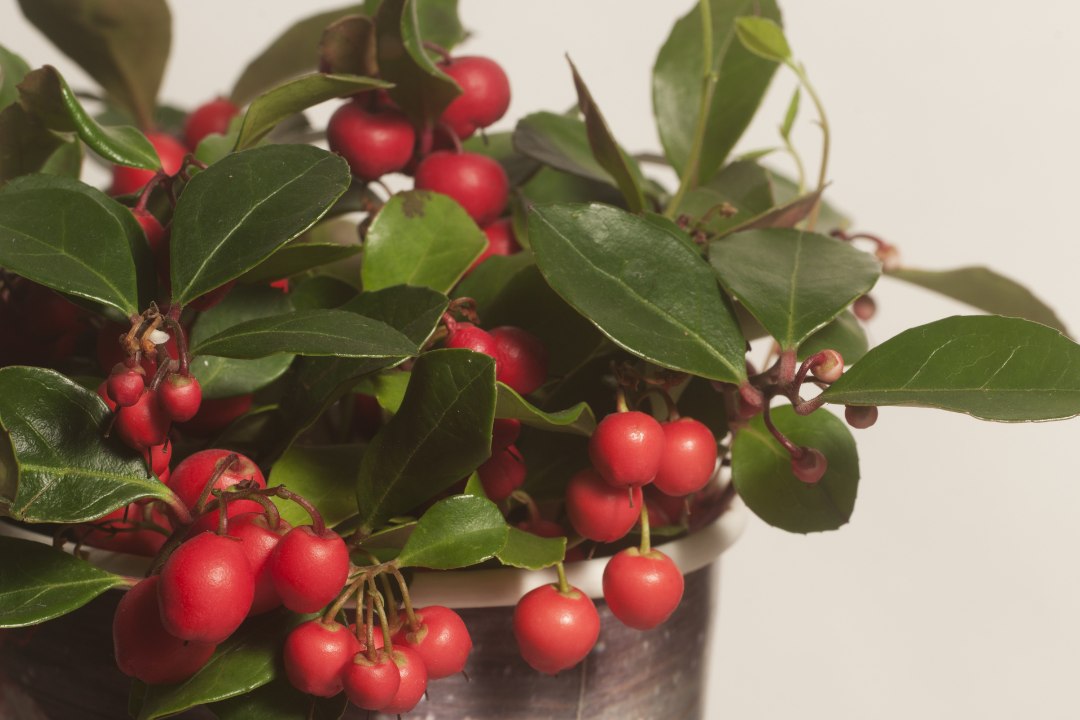 TOO PÜHADETUNNE TUPPA! 5 taime, mis loovad jõulumeeleolu