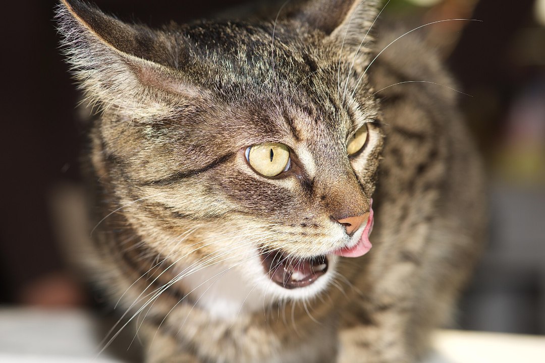 ÕUDUSLUGU SOOMES: kass pääses surnukuuri ja tegi kadunukeste kallal pahandust