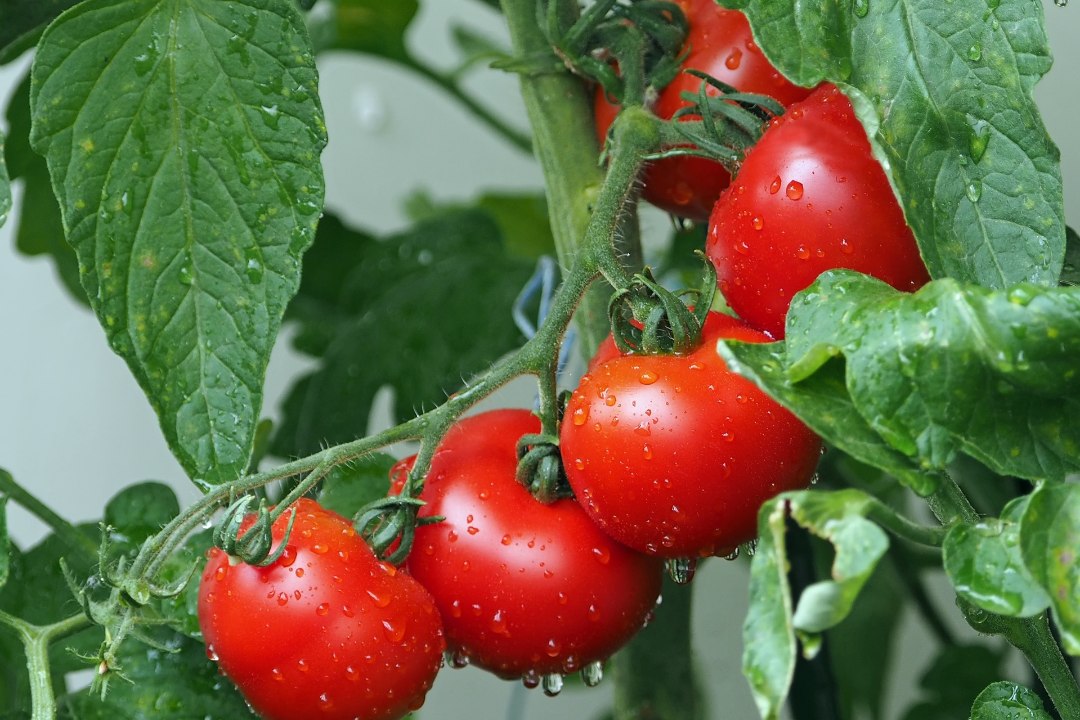 Enneta kiiresti levivat tomativiirust