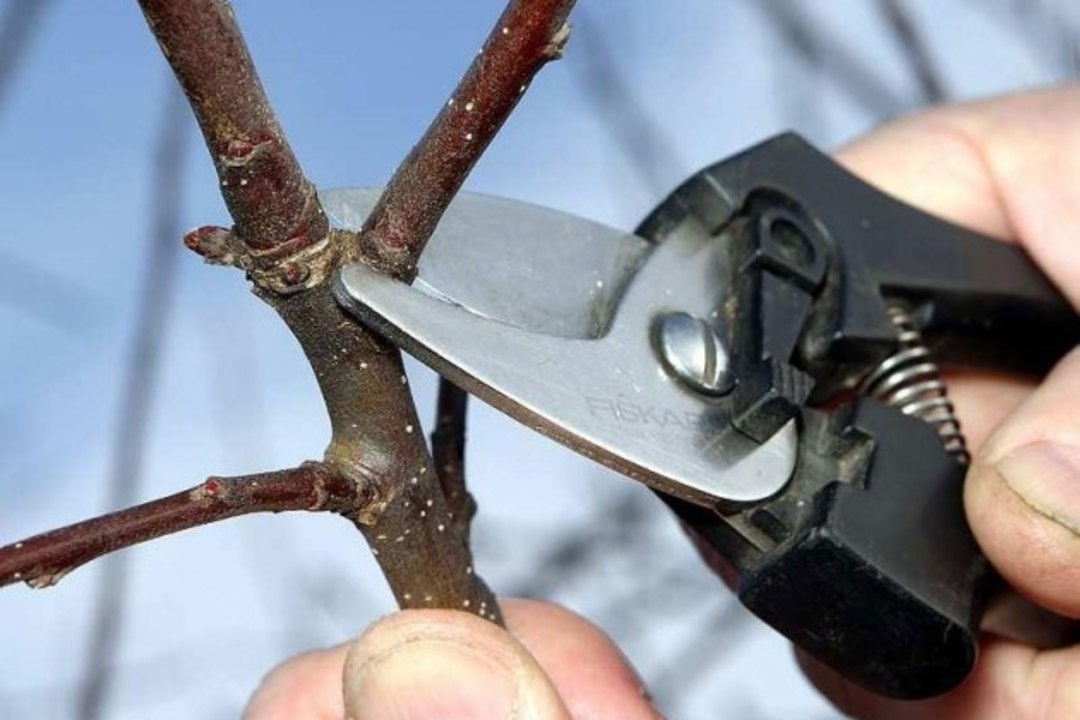 Aeg haarata oksakäärid