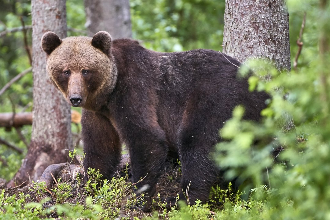Karud käivad metsast väljas, sest noored otsivad oma kodu, vanemad partnerit