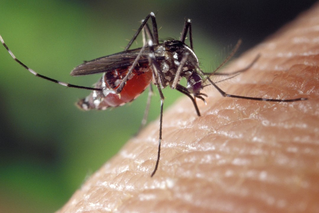 Dengue palavik võttis Balile reisinud eestlase elu