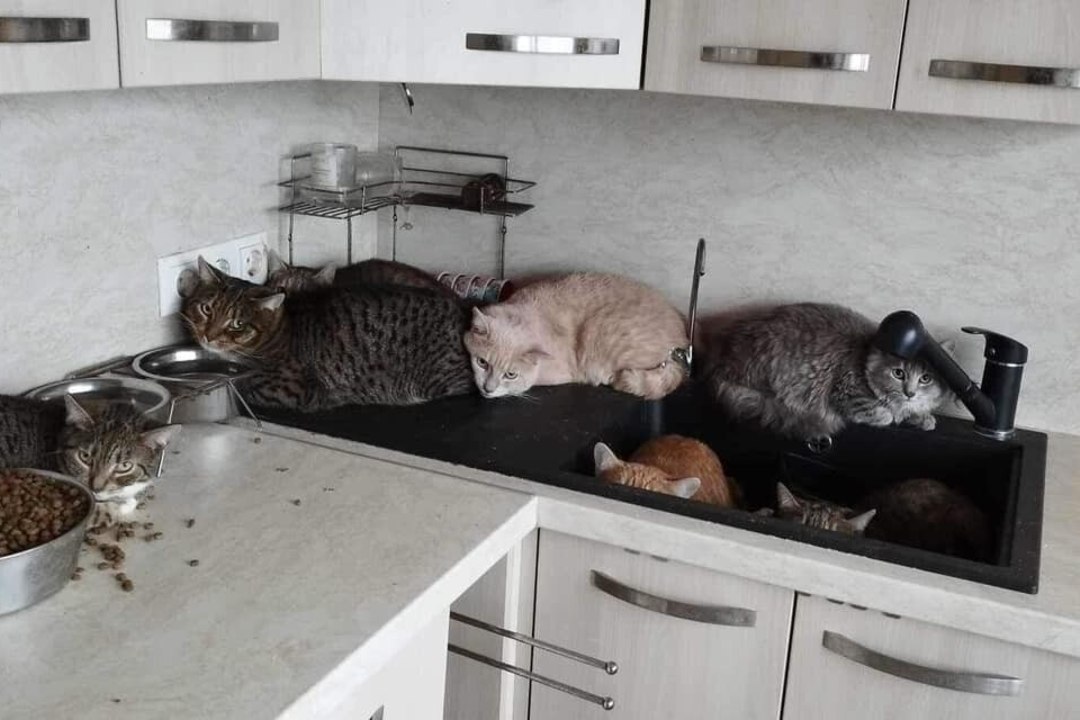 FOTOD | TURVAKODU PALUB ABI: sundmüügis olnud korteriga tuli kaasavaraks 27 kassi
