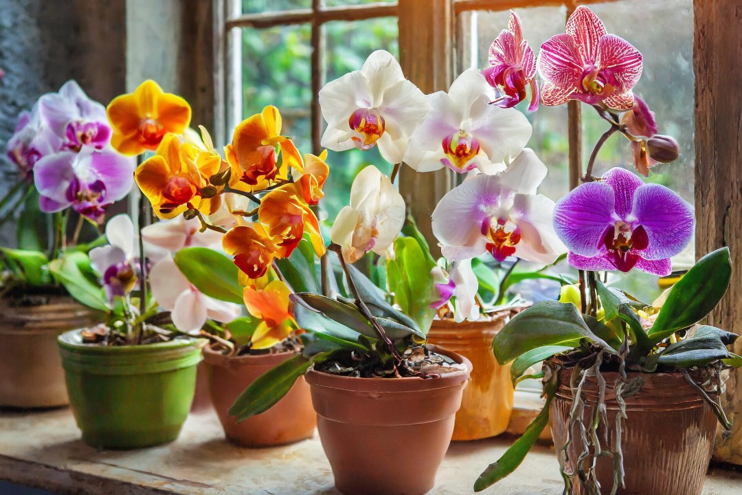 PIKALT KESTEV SILMAILU: uuri järele, milline orhideeliik sobib kasvama just sinu aknale!