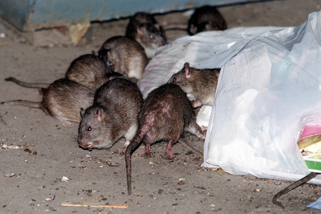 New Yorgi lahendus rottidest vabanemisel: antibeebipillid