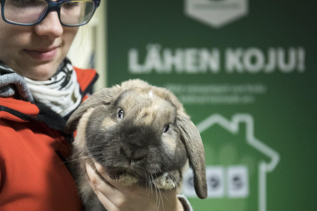 Loomakaitsjatele terendab järgmine võit? Lemmikud võivad kaduda poelettidelt