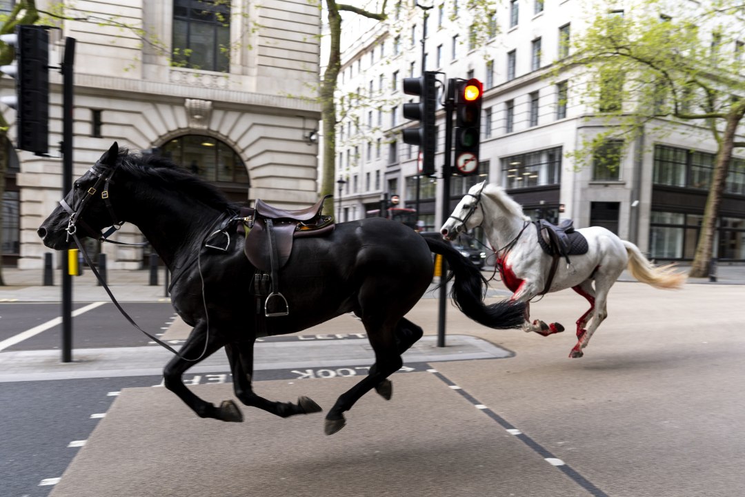 KABJAGA BUSSIAKNASSE! Londonis kappasid hullunud hobused