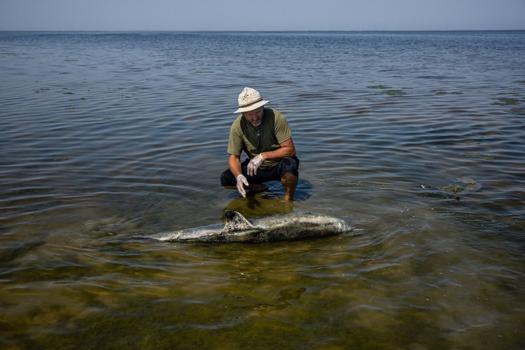 Vene võimud vahistasid delfiinilaibaga ringi käinud mehe
