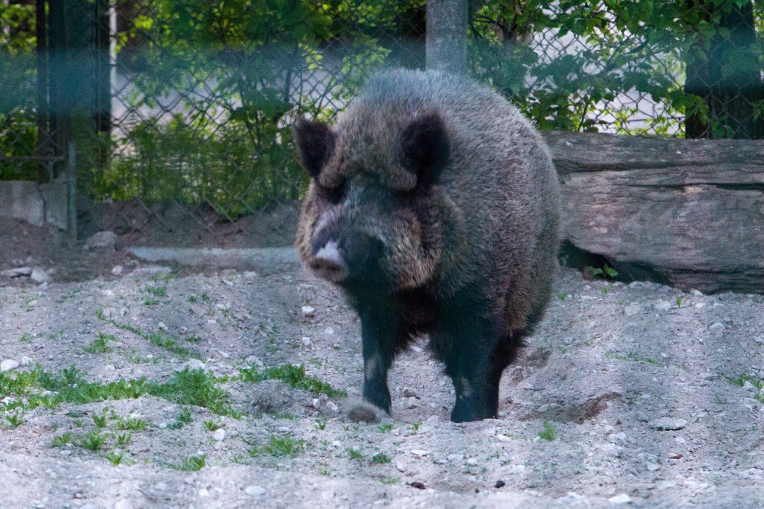 Virusul pestei porcine africane a fost descoperit din nou în Foruma