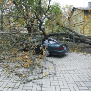 Tähelepanu autojuhid! Maanteeamet hoiatab tormi tõttu teedele langeda võivate puude eest