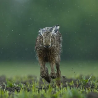 Fotograaf, kel veab eriliselt jänestega