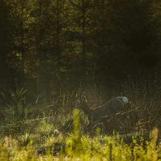 Vereta Jahi võitis Jarek Jõepera fotoga metskitsest