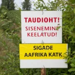 HAIGUS JÄTKAB LEVIKUT: Viljandimaal tuvastati sigade Aafrika katk kahes farmis, ühes neist 27 000 siga