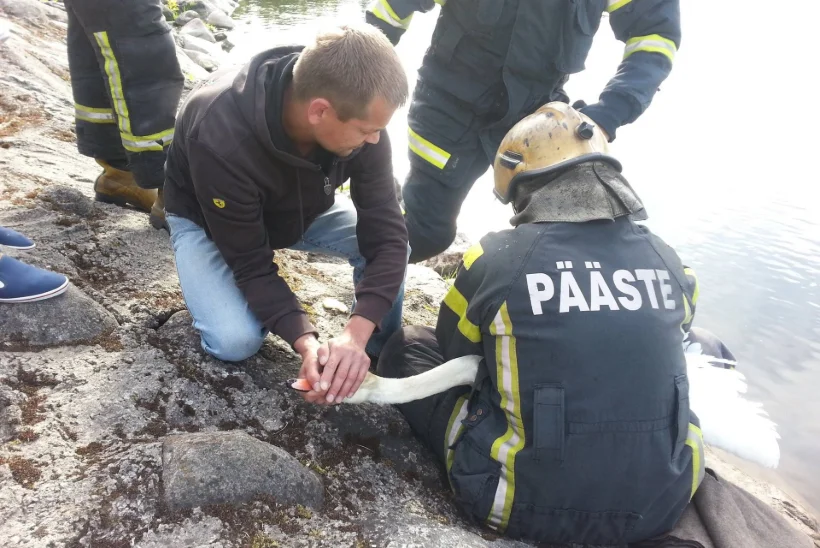 FOTOD | Päästjad vabastasid luige konksudest