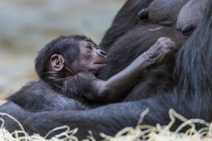 Ootamatult sündinud gorillabeebi sai nimeks Üllatus