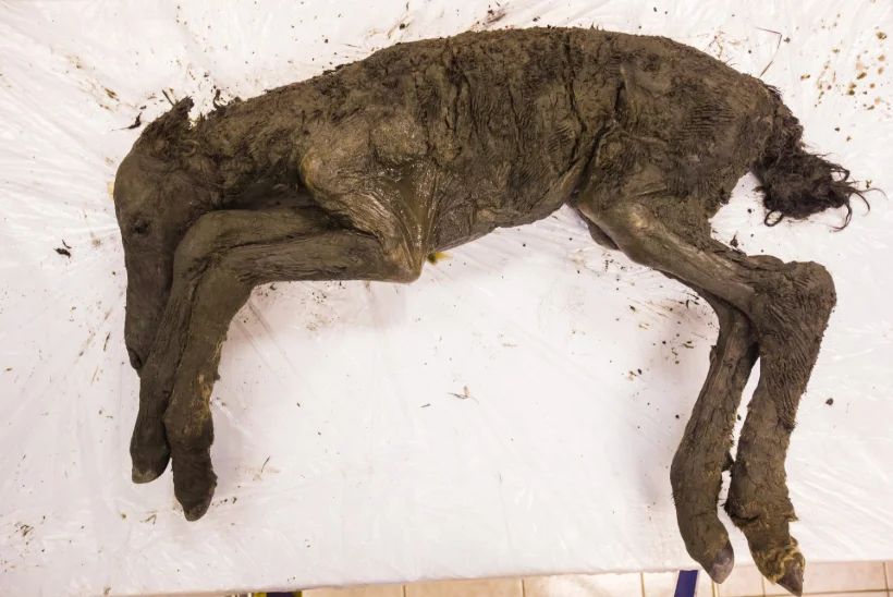 NAGU VENE JURASSIC PARK? Siberi teadlased loodavad ürgaja loomad väljasuremisest tagasi tuua