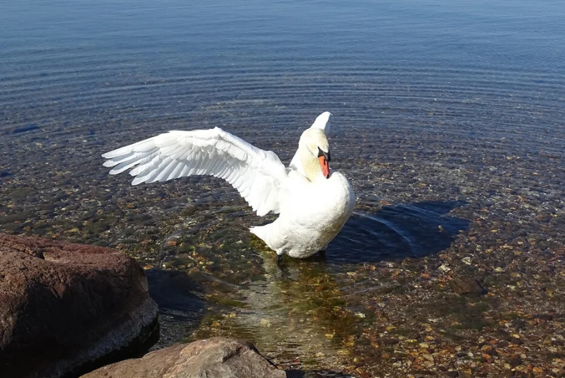 VEELINDE EI TOHI TOITA! Piritalt on viimase nädalaga leitud juba kolm surnud luike