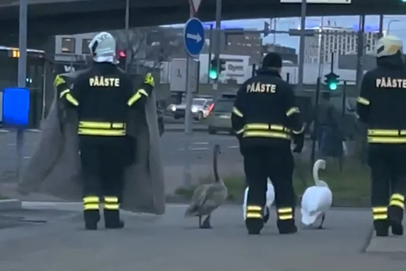 VIDEO | Sulelised hädalised saadeti vilkuritega eskordi saatel tagasi loodusesse