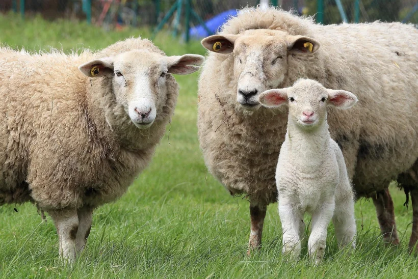 UUS AIATREND! Lambavillast on aednikule palju kasu
