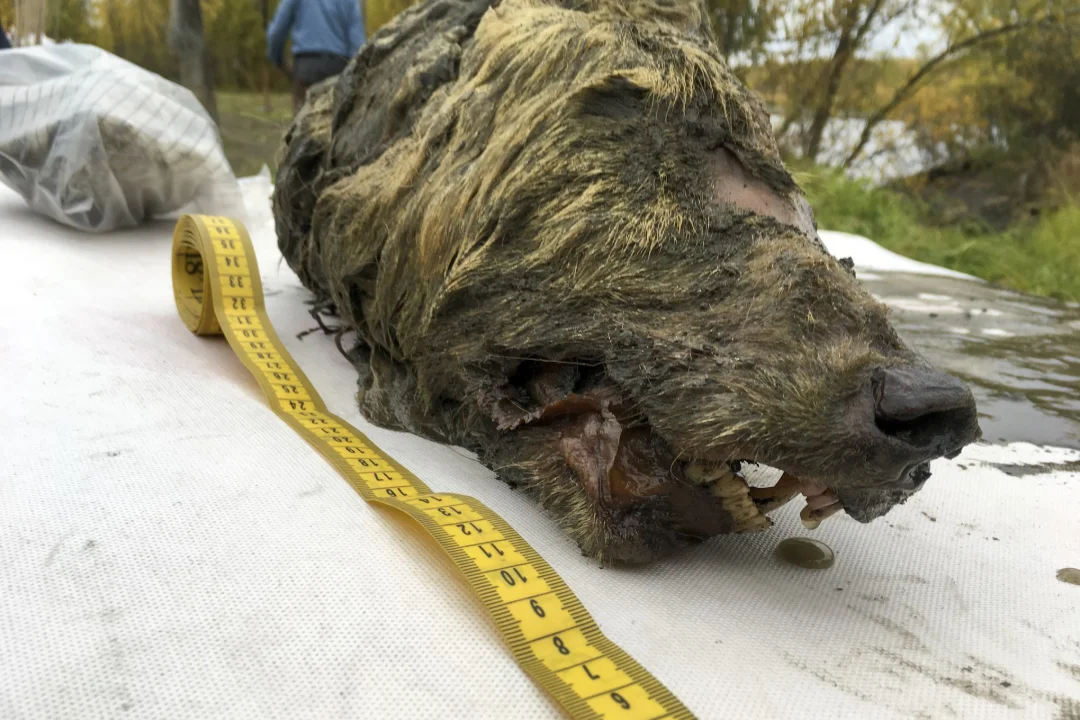 FOTO JA VIDEO | Siberi jahimees avastas 40 000 aastat tagasi elanud hundi pea