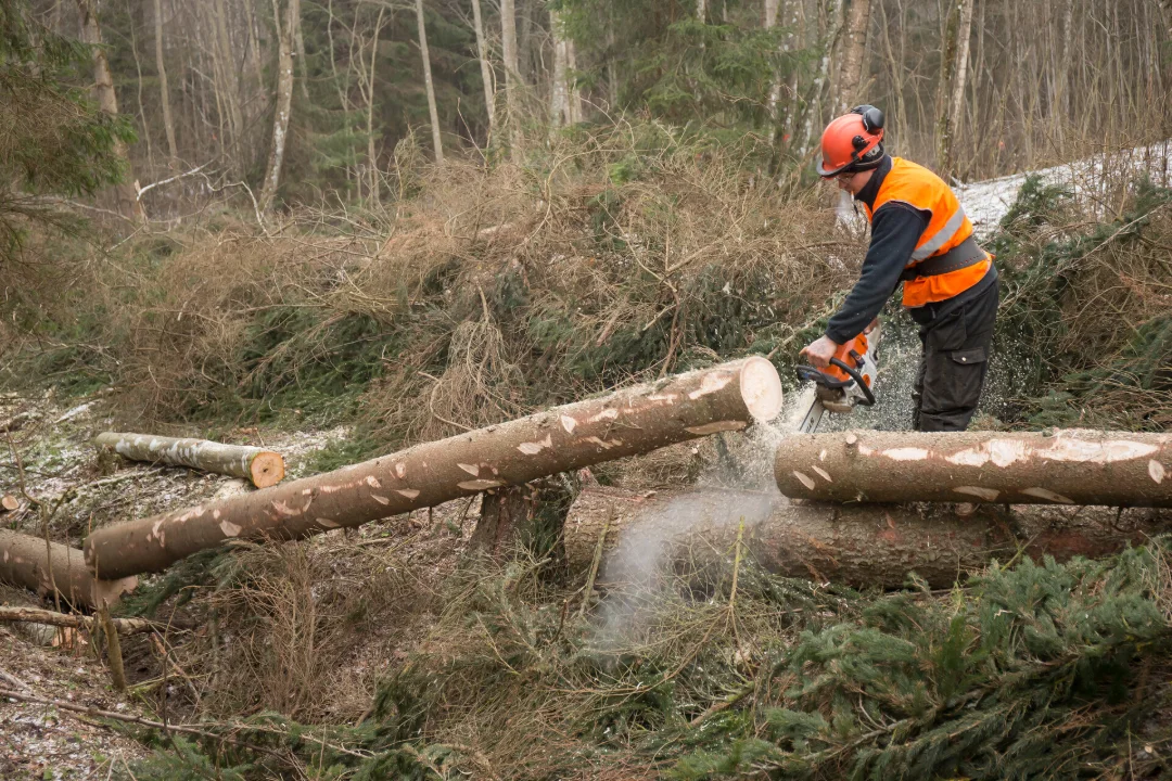 NII VÕID ENNAST PÄÄSTA! Algaja seitse sammu puu langetamisel